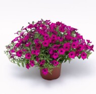 Petunia_Itsy Magenta_Syngenta