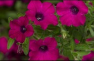 Balkonowo-rabatowe hity z testów Michigan Plant Trials 2021 to m.in. rozmnażane wegetatywnie, wytrzymałe i atrakcyjne petunie (tu: Itsy Magenta, fot. Syngenta)