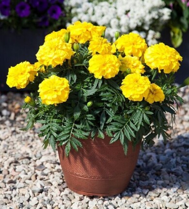 Tagetes Endurance Yellow, fot. Syngenta