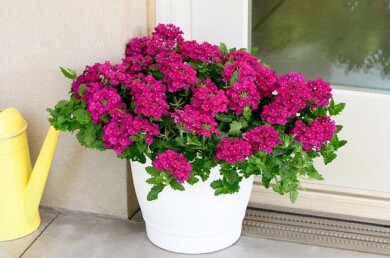 Verbena Vanessa Compact Deep Pink, fot. Danziger/FlowerTrials