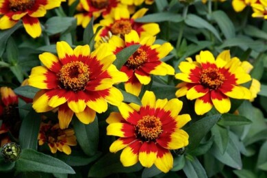Zinnia Profusion Red Yellow Bicolor_Sakata Seed America, Inc.