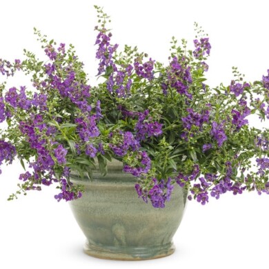 Angelonia Angelface Cascade Blue, fot. Proven Winners