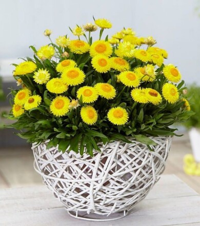 Bracteantha (syn. Xerochrysum) Granvia Gold, fot. Plantpol