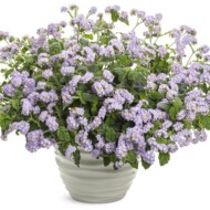 heliotropium_augusta_lavender_ProvenWinners