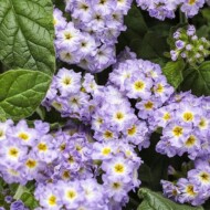 heliotropium_augusta_lavender_ProvenWinners