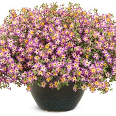 Jamesbrittenia Safari Dawn, fot. Proven Winners