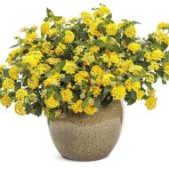lantana_luscious_citron_ProvenWinners
