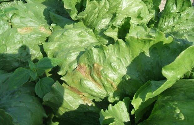 Mączniak rzekomy na sałacie