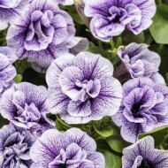 petunia_supertunia_priscilla_improved_ProvenWinners