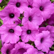 petunia_supertunia_vista_jazzberry_ProvenWinners