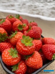 truskawka ‘Malling Centenary’