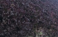 Sałata Azirka (typ Lollo Rossa)