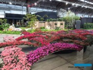Azalie gandawskie_Floralien Gent 2022_Floraliën Hall_fot.-A-Cecot