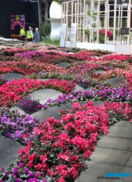 Floralien Gent 2022_Floraliën Hall_azalie_fot.-A-Cecot