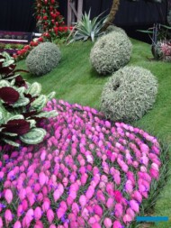 Deroose Plants_Floralien Gent 2022_Floraliën Hall_fot.-A-Cecot