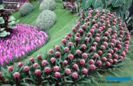Migawka z wystawy Floraliën Gent 2022, która odbyła się w dniach od 29 kwietnia do 8 maja (fot. A. Cecot)