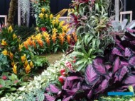 fragment prezentacji przedsiębiorstwa Deroose - z takimi rodzajami roślin, jak.: Aechmea, Guzmania, Neoregelia, Tillandsia, Vriesea, Dieffenbachia, Calathea (fot. A. Cecot)