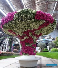 Floralien Gent 2022_Floraliën Hall_azalie_fot.-A-Cecot