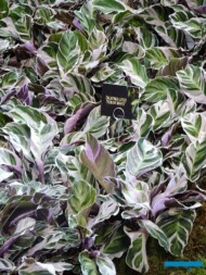 Deroose Plants_Calathea litzei 'Fusion White'_Floralien Gent 2022_Floraliën Hall_fot.-A-Cecot