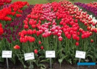 FloriadeExpo2022_koniecKwietnia_tulipany-Purple Crystal', 'Orange Juice', 'Outfit', 'Kay_fot-A-Cecot