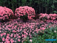 AzaleaIndicaThesla_Floralien Gent 2022_Floraliën Hall_fot.-A-Cecot