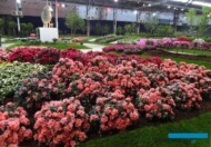 Floralien Gent 2022_Floraliën Hall_ekspozycja AVBS_fot.-A-Cecot