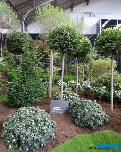 Formowane wawrzyny szlachetne (Laurus nobilis) z gospodarstwa P. Mertens