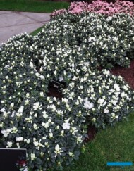 AzaleaLeonardo_Floralien Gent 2022_Floraliën Hall_ekspozycja AVBS_fot.-A-Cecot