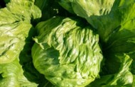 sałata Danilo