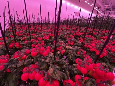 System Gronos dotyczy uprawy pomidorów w pomieszczeniach bez dostępu naturalnego światła, fot. GreenTech