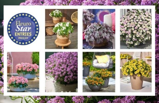Siedem kandydatek do nagrody FleuroStar 2022, fot. Fleuroselect