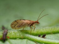 Wrzecionek mszycojad (Micromus angulatus) – owad dorosły sieciarki wykorzystywanej w ochronie biologicznej roślin w uprawach szklarniowych