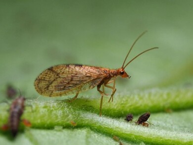 Wrzecionek mszycojad (Micromus angulatus) – owad dorosły sieciarki wykorzystywanej w ochronie biologicznej roślin w uprawach szklarniowych