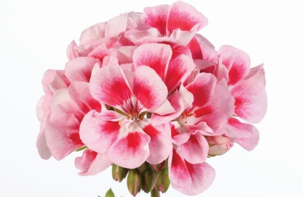 Pelargoniowa marka Toscana ma już 20 lat (na zdjęciu jedna z odmian oferowanych pod tą marką - Dolce Vita Linus Pink), fot. Florensis