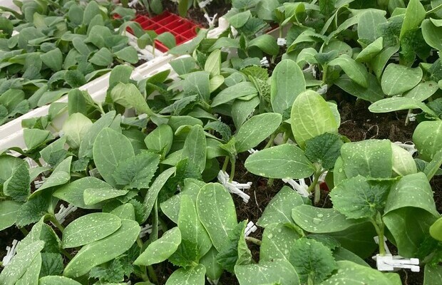 Szczepione rośliny warzyw dyniowatych po zrośnięciu się, do łączenia pędów używa się specjalnych, dużych klipsów, nieco przypominających klamerki (fot. H. van Herk)Szczepione rośliny warzyw dyniowatych po zrośnięciu się, do łączenia pędów używa się specjalnych, dużych klipsów, nieco przypominających klamerki (fot. H. van Herk)