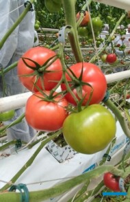 Owoce DRTG4839 F1 są duże (rozmiar BBB i BB+), wyrównanej wielkości w gronie