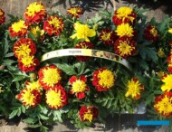 Tagetes-patula_Fleurig2022_fot-A-Cecot_