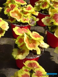 Pelargonium zonale Occold Shield_Fleurig_fot-A-Cecot