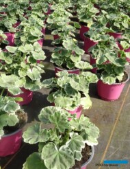 Pelargonium zonale Madame Salleron_Fleurig_fot-A-Cecot