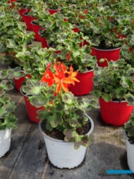 Pelargonium zonale Fireworks Scarlet_Fleurig_fot-A-Cecot