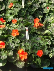 pelargonie w 6-pakach_Fleurig_fot. A. Cecot