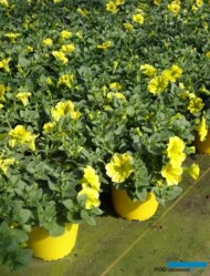 Petunia Capella Hello Yellow_Fleurig_fot-A-Cecot