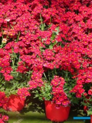 Nemesia_Sunsatia_Fleurig_fot. A. Cecot