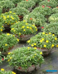 Delosperma cooperi_firma Fleurig_fot-A. Cecot