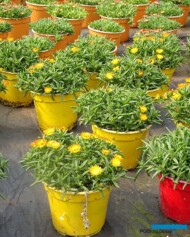 Delosperma cooperi_firma Fleurig_fot-A. Cecot