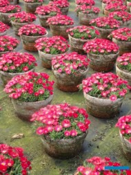 Delosperma cooperi_firma Fleurig_fot-A. Cecot