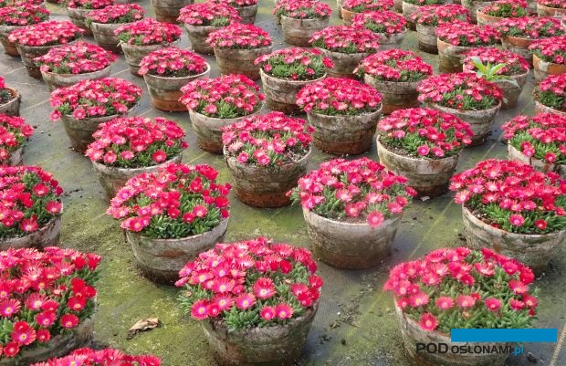 Zdaniem właścicieli gospodarstwa Fleurig, którzy produkują głównie rośliny balkonowo-rabatowe, wśród najbardziej obiecujących gatunków do uprawy sezonowej znajduje się delosperma Coopera (fot. A. Cecot)