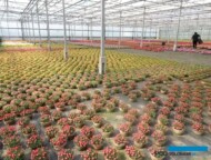 W szklarniach gospodarstwa Fleurig uprawia się różne odmiany delospermy_fot. A. Cecot