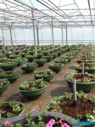 Fleurig2022_kompozycje dla miast_fot-A-Cecot