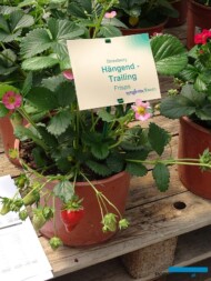 Truskawka_Frisan_Vegetalis_SyngentaFlowers_fot-A-Cecot